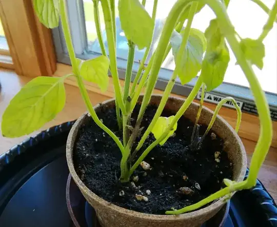 mint in a pot