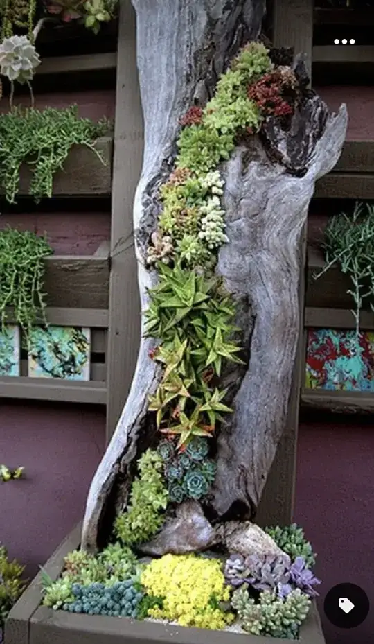 Succulents in an old tree