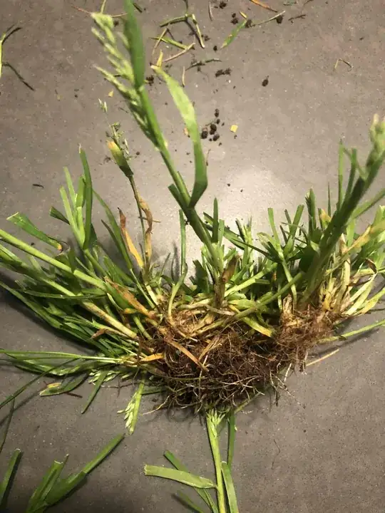 grass detail