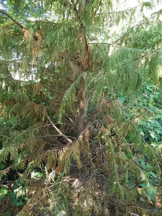 browning needles