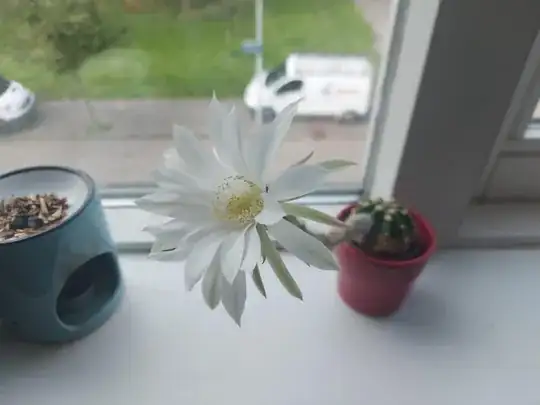 cactus in flower