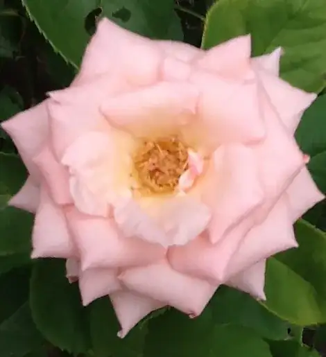 Flower full face