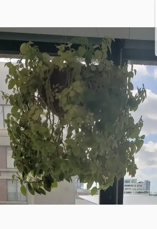 plant image