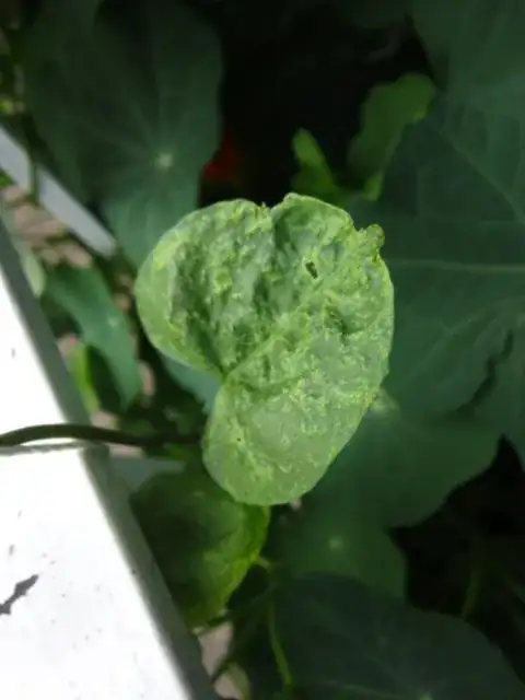 morning glory leaf 3