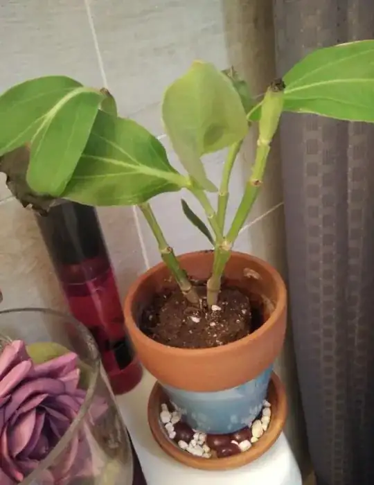 photo of medinilla magnifica