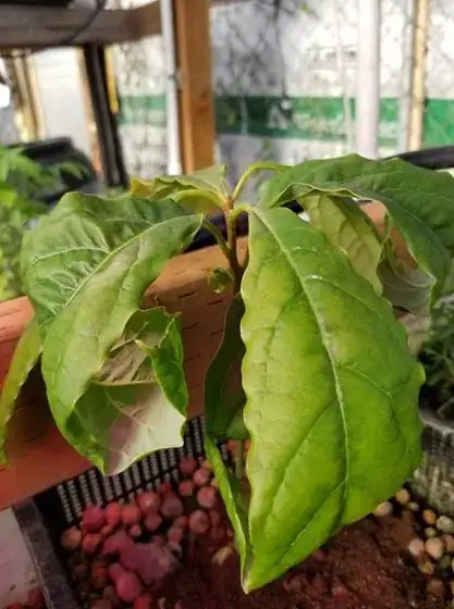 P. americana - leaf curl