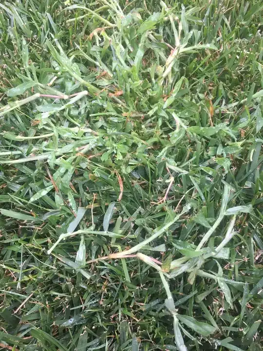 Thick blades of grass