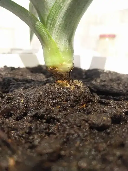 the part of the pineapple plant just above the ground is very thin
