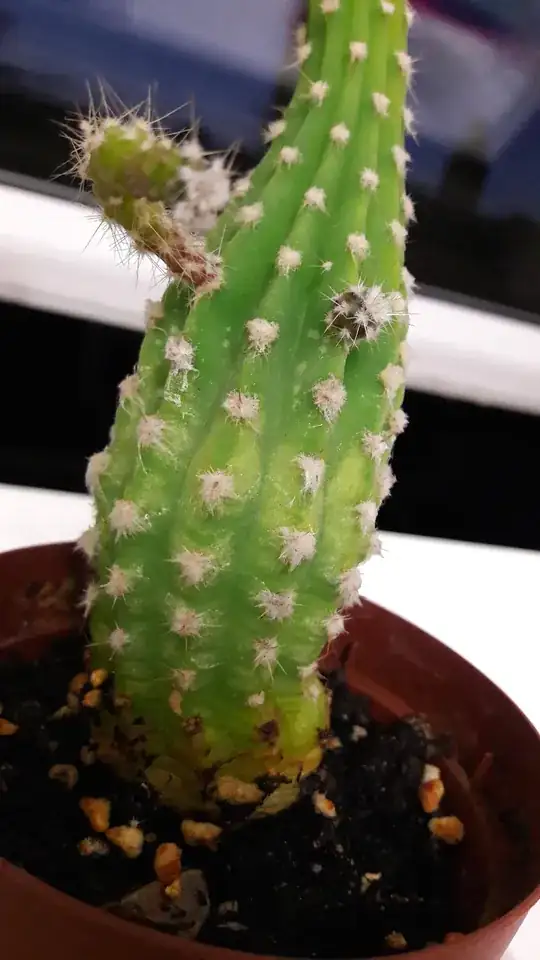 Cactus close up