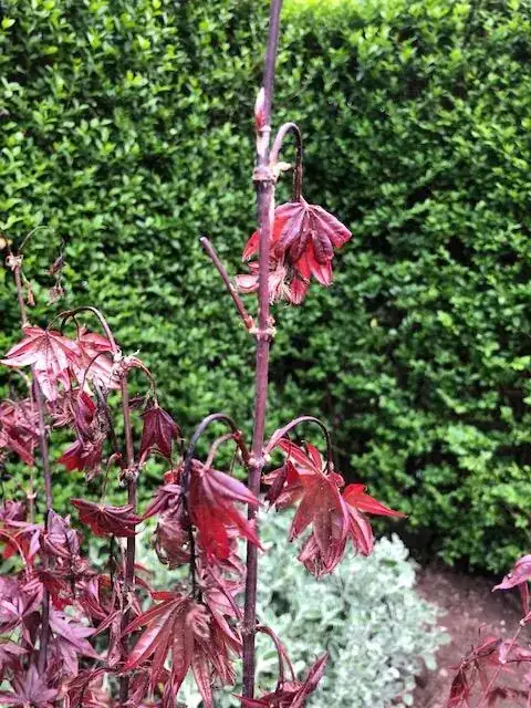 State of Leaves 1