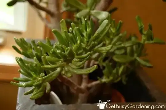 ‘Gollum’ Variety Of Jade Plant