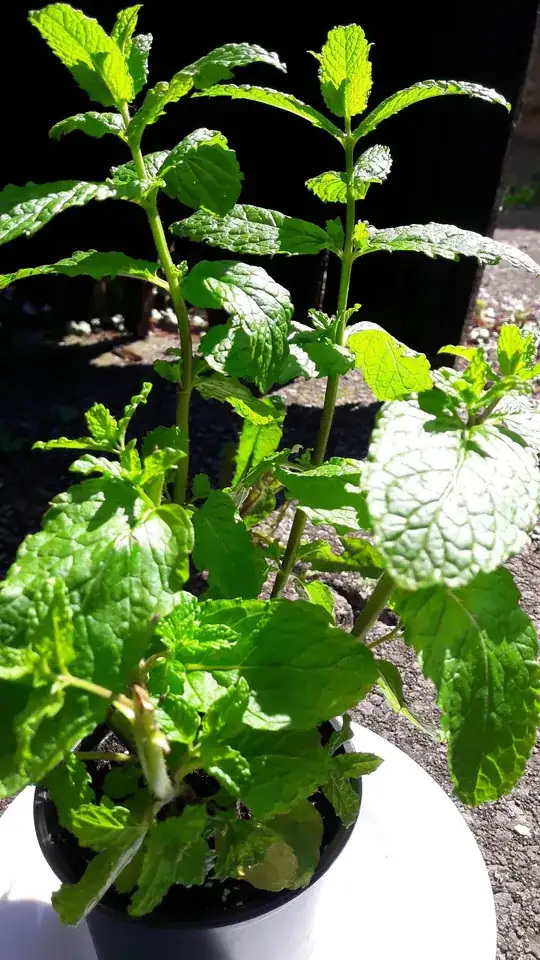 Mint plant