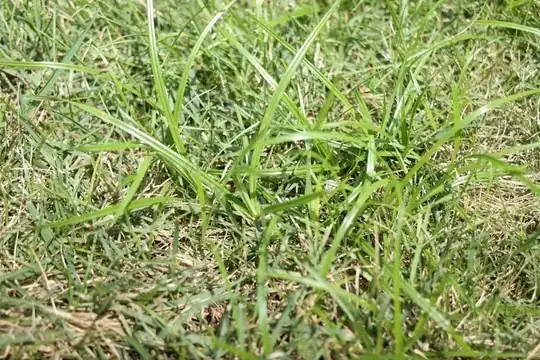 close-up of this weedy grass