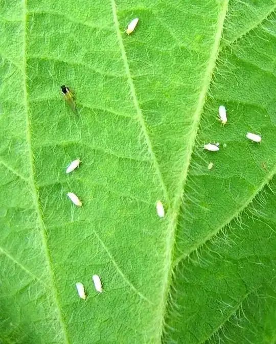 White spider mite
