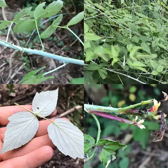 Unknown Wild Black Raspberry