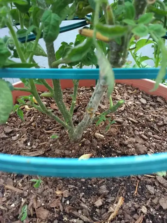 original stem
