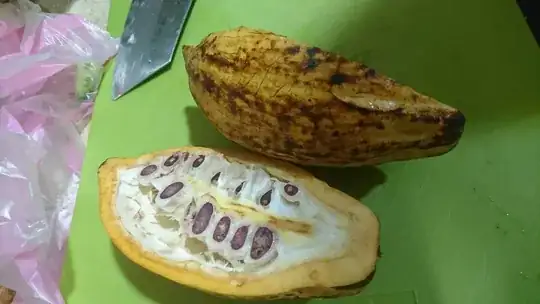a picture of an unknown fruit 2