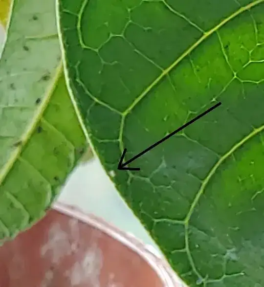 Insect