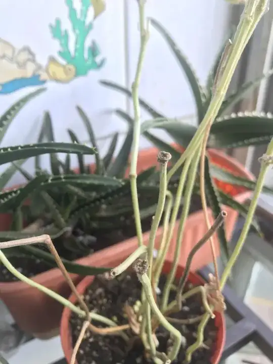 corrupted stem cutting