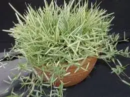 Photo of Buffalo Grass