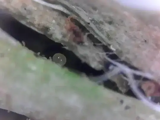 Mite Egg