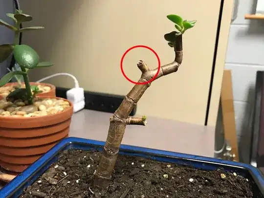 jade plant 1
