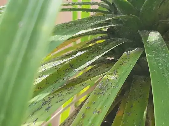 ponytail palm pest