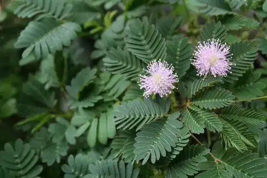 Sensitive plant