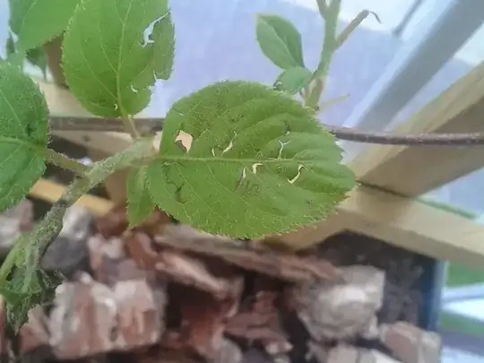 Holes in hardy kiwi