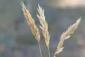 orchard grass seed head