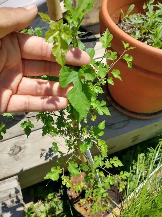 My small mulberry