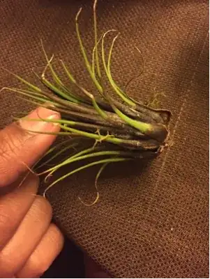 airplant