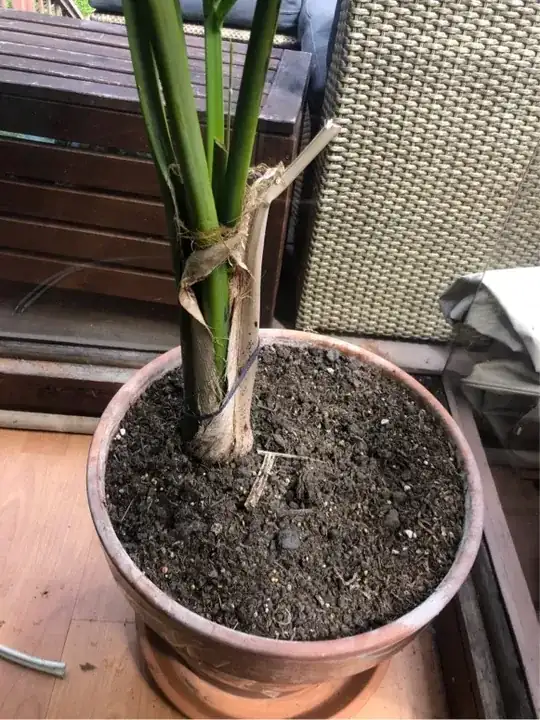 pot