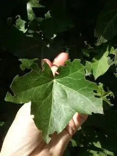 Detail of a leaf