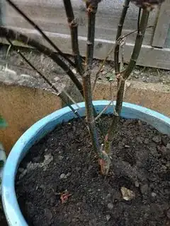 The trunk
