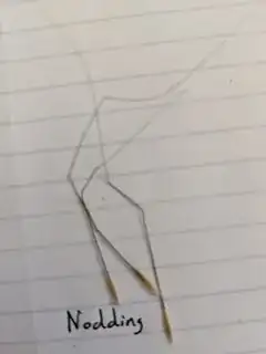 nodding needlegrass seeds