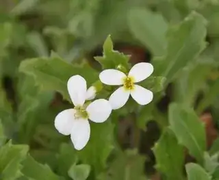 while-flowered