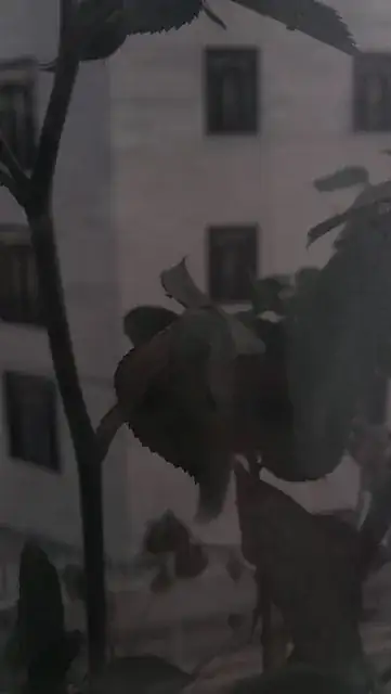 pic3
