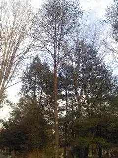 tree