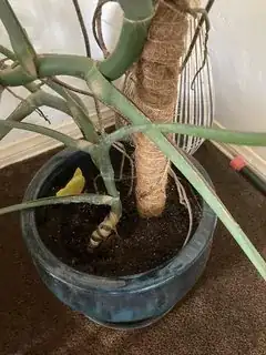 Monstera2