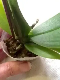 top view, shriveled stems