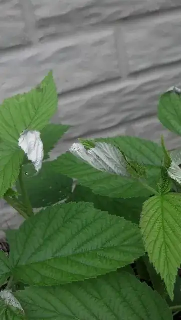 Close-up of curled leaf