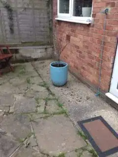 the relocated tree