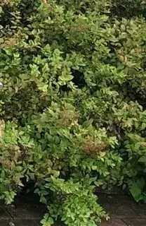 Plant 1