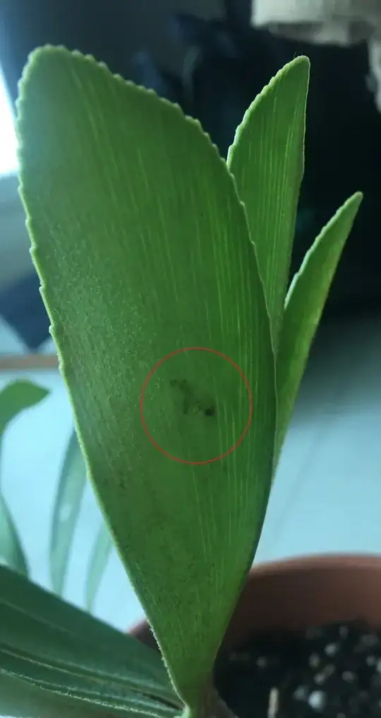 Black spot on the backside of the leaf