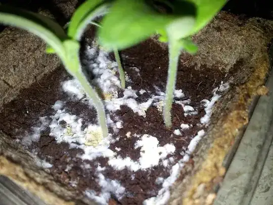 White mold