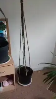 Moneymaker Tomatoes