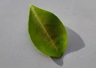 a shedded calamondin leaf