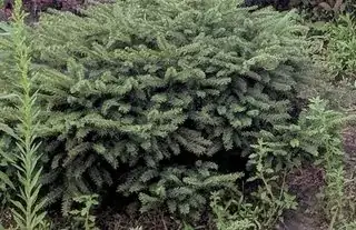 Plant 2