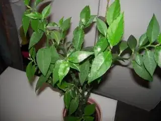 Pedilanthus tithymaloides